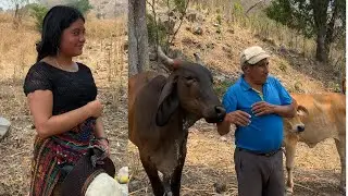 Don GAVINO Quiere a Una De Las PRIMAS de Nuera, Le Dará Un TORO