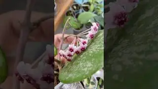 FLORACI&Oacute;N PREMIUM✅✅✅