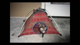 Japanese Homestay in CALIFORNIA 2007 #1