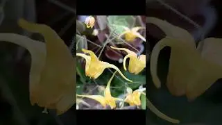Garden Serenity | my garden #garden #plants #growagarden #birds #homegarden #flowergarden #plantlife