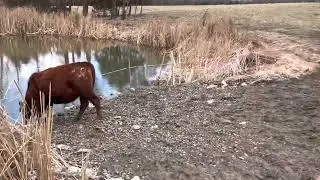 Save your pond, use a limited access rock skirt to water livestock.