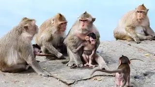 Now Many Babies In Monkey Carbzilla Troop And So Cute New Born Baby Cinn Care By Mom Cruella
