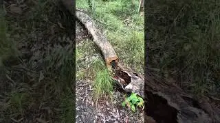 Hiking on Warners Bay Trails