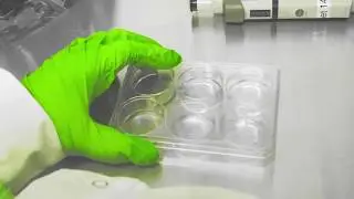 Dance your PhD 2020 MIMETAS: From 2D Cell Culture to Vascularized Organoid
