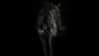 Cerbera Gallery presents: Anna Archinger - Ebony Tales (Equestrian Photography, Horse, Portrait)