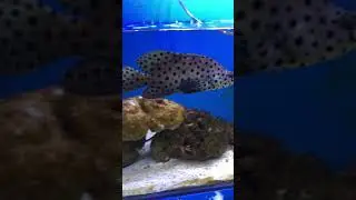 #humpback #panther #barramundi #cod #marine #ray-fin #fish #sea #High-Fin #beautiful #brown #grouper