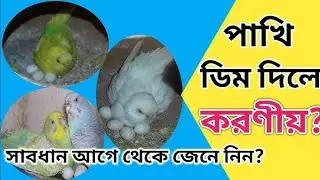 বদ্রি পাখির বাচ্চা ফুটার পর Complete Care | Budgie Chick Care Tips