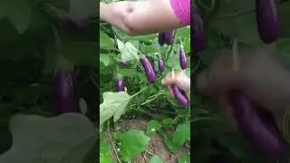 వంకాయ #short #geeth