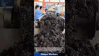 Winemaking for beginners: a simple guide to grape sorting