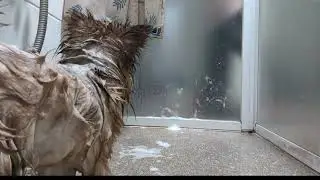 Another LAYLA BATH #dog #chihuahua 