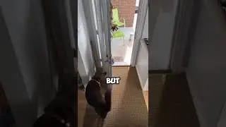 Dog's Hilarious Misunderstanding on Family Outing! #shorts
