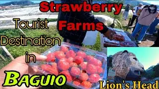 KENNON ROAD LIONS HEAD | STRAWBERRY FARMS | BAGUIO CITY