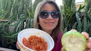 H&aacute;i Ổi Tại Vườn Nh&agrave; Cali FRESH Delicious    GUAVA 
