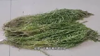 水草修剪種植的快速方法 水草修剪種植的快速方法#水族 #水草缸 #水草造景 #水草修剪 #水草