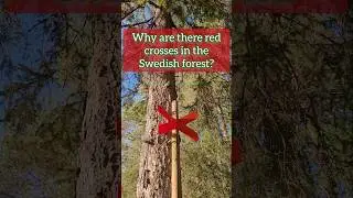 Northern forests are particular: