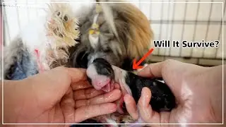 How to Help A Dog Give Birth Without Any Death | Pippo's Newborn Puppies