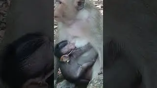Adorable Baby Monkey Breastfeeding Milk EP7 #Shorts