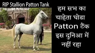 RIP Stallion patton tank हम सभ का चाहेता घोडा patton टैंक इस दुनिआ में नहीं रहा