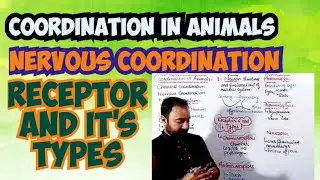 Coordination in Animals | Nervous Coordination | Receptor and it's types class 12