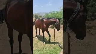 Beautiful stallion of dev darbar line.       Stallion sultan