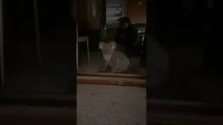 Cute koala visits my home
