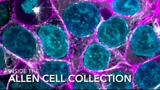 Inside the Allen Cell Collection