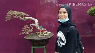 Bonsai Art Cikancung Menuju Kontes Bonsai Kadungora Kabupaten Garut