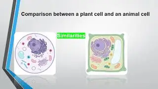 Science Primary 4 The Cell