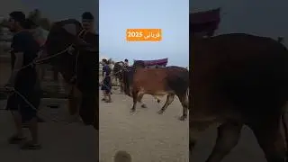 Qurbani 2025 #mashallah #mandinews #eidspecial #eidulazha #bakra #bakramandi #qurbanistatus #qurbani