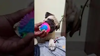 He doesn&rsquo;t talk, but he understands everything 💙🐾 Happy Birthday Rishi🎂 #pug #pets #cute #petlover