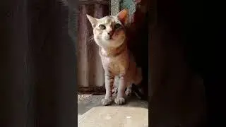 #cat#viral#cutepet#kitten#catvedio#catsound#catlove#cutepet #petslove #cutecat #catworld#catblogger#