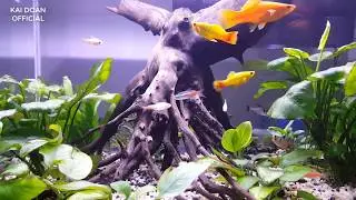 Beautiful Home Aquarium Fish Tank Design