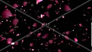rose petals transition