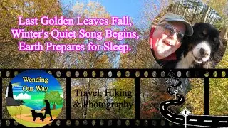 Last Golden Leaves Fall, Winter's Quiet Song Begins, Earth Prepares for Sleep | Nova Scotia, Canada