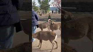 日本で一番幸せが生まれる🦌💞｜奈良公園の鹿 in Japan