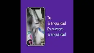 Kiwi Peluditos - Placa QR para mascota