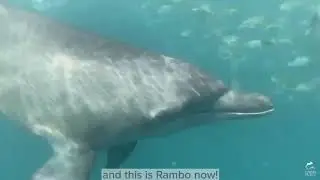 Rescued Dolphin's Readaptation Progress