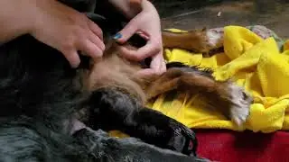 Birth in Progress | Two Healthy Puppies 🐶