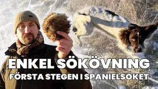 Sökövning för spaniels, hur tar vi första stegen mot ett bra spanielsök?
