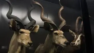 Beaty Biodiversity Museum, June 2016