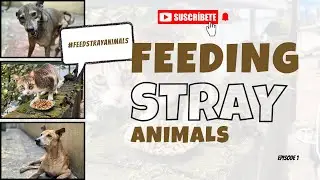 Feeding stray animals | Weekly Update [Ep:1]