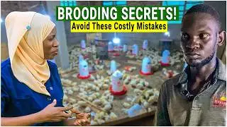 How to Raise Chickens - Secrets to Successful Brooding