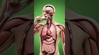 &ldquo;Garlic&rsquo;s Journey Through the Human Body | Ultra-Realistic 3D Anatomy&rdquo;