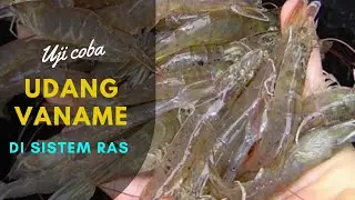 UJI COBA BUDIDAYA UDANG VANAME DI SISTEM RAS