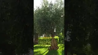 3 Fun Facts about Olive Tree #randomfunfacts