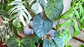 CHEAP EXOTIC PLANT HAUL #rareplants #exoticplants #alocasia #philodendron