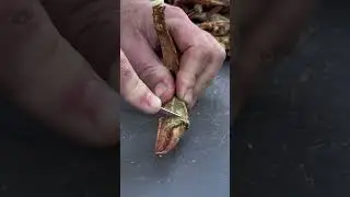 Pt. 23- I Ate Fall Maryland Crab #crab #seafood #bluecrab