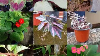 Sell plants Friday offer plants 🥰#houseplants 🌹