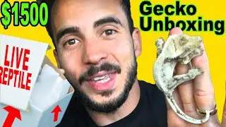 Unboxing a $1500 Gecko I Won on Auction.