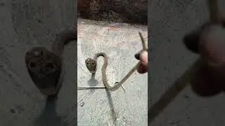 SNAKE CATCHER YUVARAJ is going live! snake rescue urgent call 🐍🐍🐍😱😱🙏